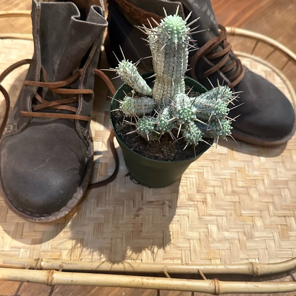Born Temple, Brown Leather Shoes. Ready to walk it out🌲🎶 - Picture 6 of 6